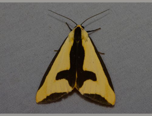 Moth Night 2026 Photos!