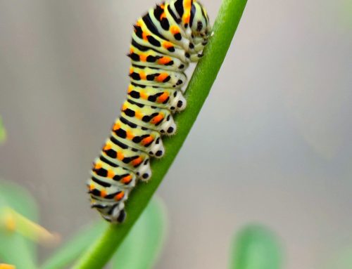 Extraordinary Caterpillar Movie–Registration now open!